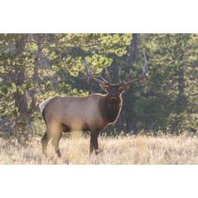 Bull Elk Wall Mural