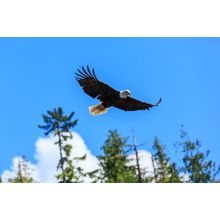 Bald Eagle Soar Wall Mural