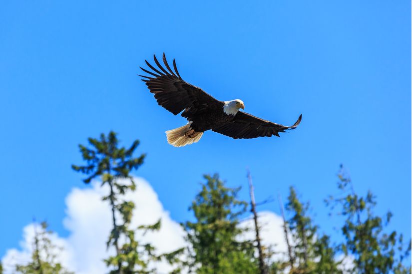 Bald Eagle Soar Mural - Murals Your Way