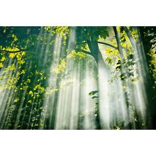 Beautiful Sunlight Filtering Through Trees In The Summer Morning Wall Mural