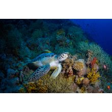 Turtle On The Reef Wall Mural