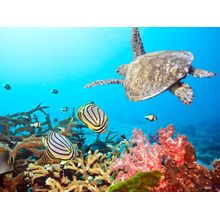 Sea Turtle Swim Wall Mural