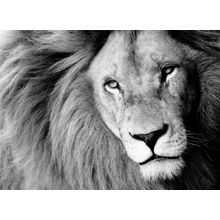 Black And White Closeup Of Male Lion Wall Mural