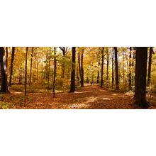 Autumn Panorama Wall Mural