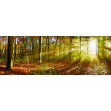 Sun Rays Through An Autumn Forest Wall Mural