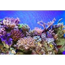 Colorful Coral Wall Mural