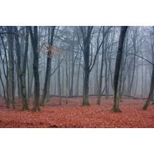 Foggy Autumn Woods Wall Mural