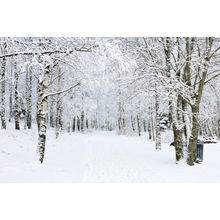 Through The Birch Forest Wall Mural
