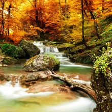 Autumn Creek Woods With Yellow Trees Wall Mural