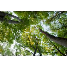 Green Beech Tree Tops Wall Mural