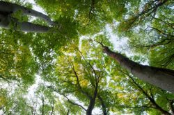 canopy-of-tall-trees-in-a-forest
