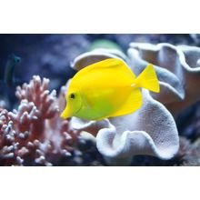 Tropical Yellow Fish Wall Mural