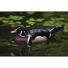 Wood Duck Wall Mural