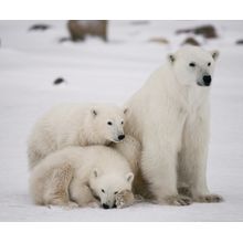 Polar Bear Frost Wall Mural