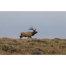 Lone Elk Wall Mural
