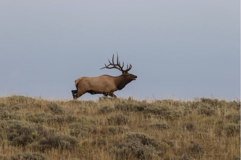 Lone Elk Mural Murals Your Way