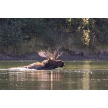River Crossing Wall Mural