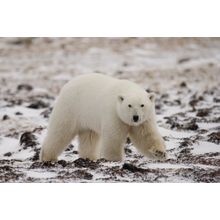 Tundra Stroll Wall Mural