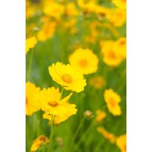 Wildflowers In Summertime Wall Mural