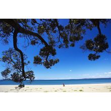 Pohutukawa Tree Wall Mural