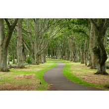 Twin Oaks Drive Wall Mural