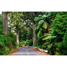 Waipoua Forest Wall Mural