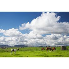 Horses and Farmland, New Zealand Wall Mural
