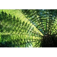 Tree Fern Wall Mural