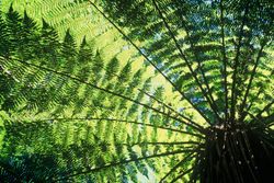 Tree-Fern-Wall-Mural