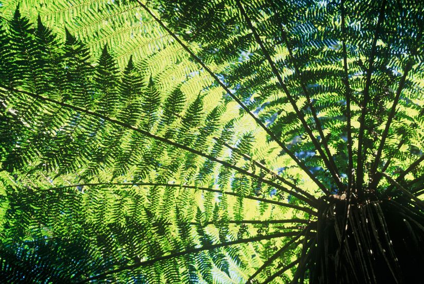 Tree Fern Wall Mural - Murals Your Way