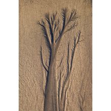 Sand Tree Wall Mural