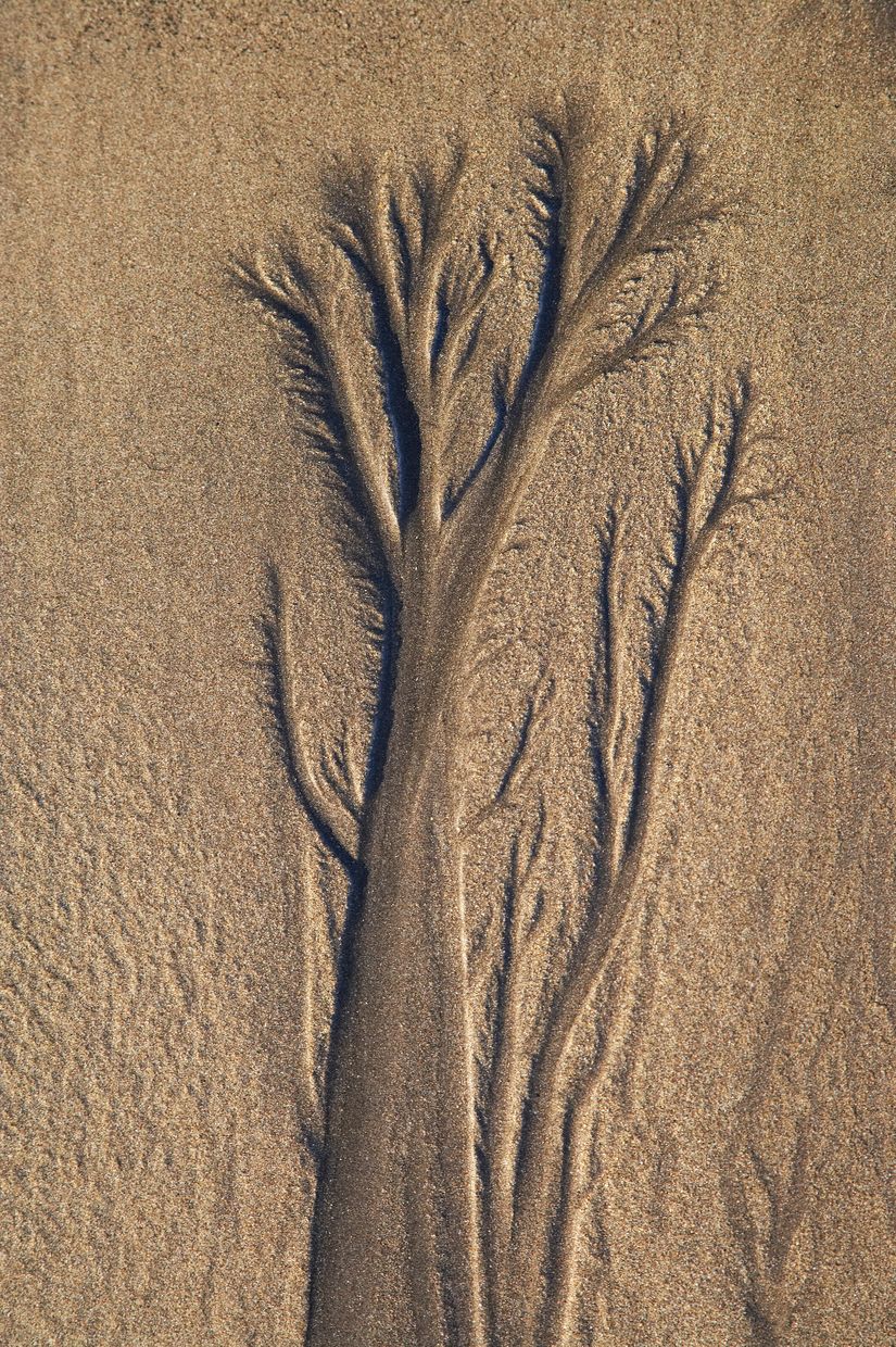 Sand-Tree-Wall-Mural