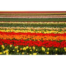 Tulip Fields Wall Mural