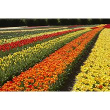 Rows Of Tulips Wall Mural