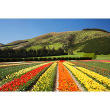 Tulip Gardens Wall Mural