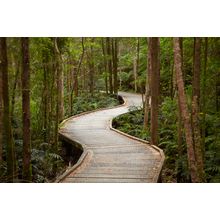 Boardwalk To Nelson Falls, Tasmania, Australia Wall Mural