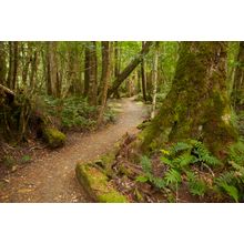 Track To Ralph Falls, Mt. Victoria, Australia Wall Mural