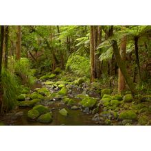 Waikoromiko Stream & Forest Wall Mural