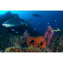 Sharks And Reef, Bahamas Wall Mural