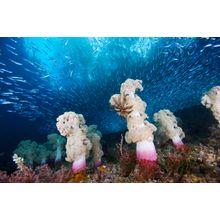 Soft Coral Forest, Indonesia Wall Mural