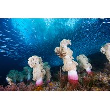 Soft Coral Forest, Indonesia Wallpaper Mural