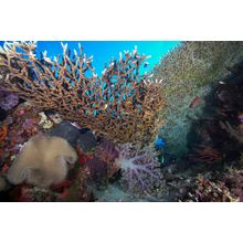 Coral Reefscape, Papua New Guinea 2 Wall Mural