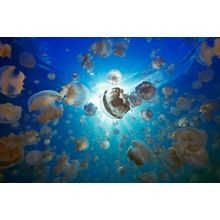 Jellyfish Lake And Sunball Wall Mural