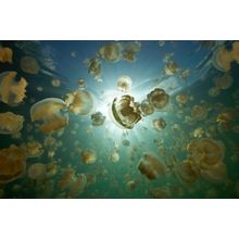 Jellyfish Lake And Sunball 2 Wall Mural