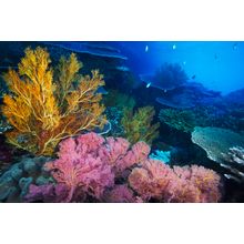 Colorful Coral Reefscape, Indonesia Wall Mural