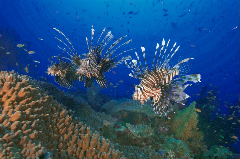 Three-Lionfish-Over-Coral-Garden-Mural-Wallpaper
