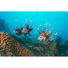 Three Lionfish Over Coral Garden 2 Wall Mural