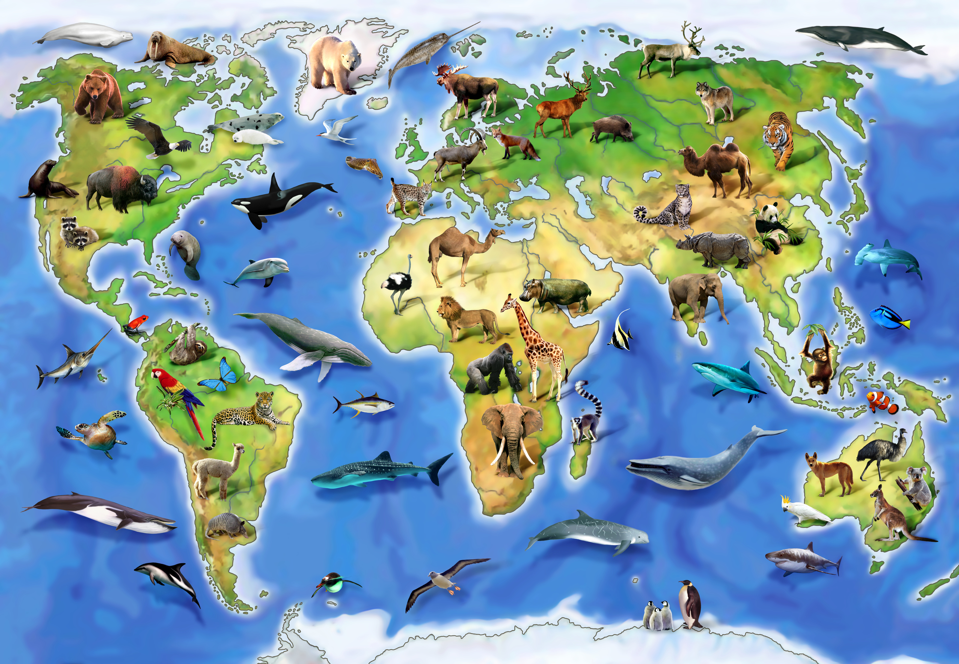 По странам и континентам 6. Животный мир земли. Животные разных континентов. Животные по континентам для детей.