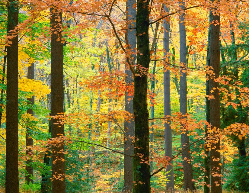 Berkshire-Autumn-Wall-Mural