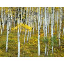 Colorado Aspens Wall Mural